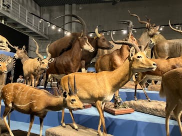 特別展「大哺乳類展３－わけてつなげて大行進」に投稿された画像（2024/5/18）