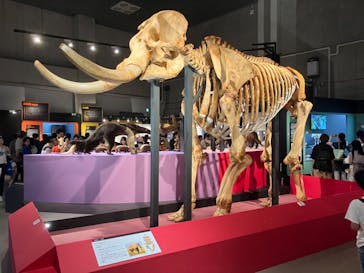 特別展「大哺乳類展３－わけてつなげて大行進」に投稿された画像（2024/5/18）