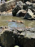伊豆シャボテン動物公園に投稿された画像（2024/5/18）