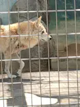 天王寺動物園に投稿された画像（2024/5/18）