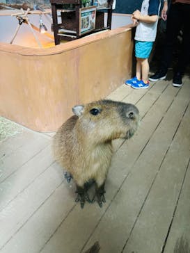 カワスイ 川崎⽔族館に投稿された画像（2024/5/18）