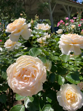 EnglishGardenローザンベリー多和田に投稿された画像（2024/5/18）