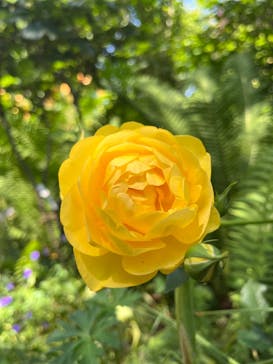 横浜イングリッシュガーデンに投稿された画像（2024/5/18）