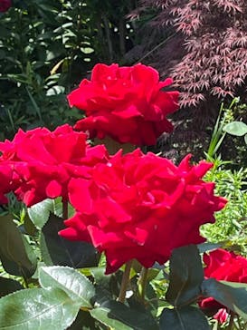 横浜イングリッシュガーデンに投稿された画像（2024/5/18）