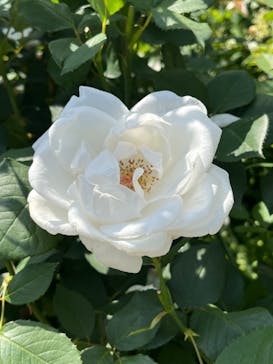 横浜イングリッシュガーデンに投稿された画像（2024/5/18）