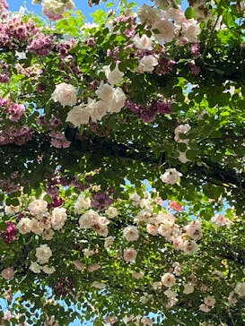 横浜イングリッシュガーデンに投稿された画像（2024/5/18）