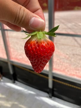 ITADAKI FARMに投稿された画像（2024/5/18）