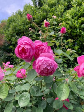 浜名湖花博2024に投稿された画像（2024/5/18）