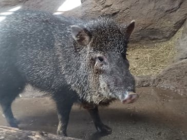 神戸どうぶつ王国に投稿された画像（2024/5/18）