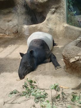 神戸どうぶつ王国に投稿された画像（2024/5/18）