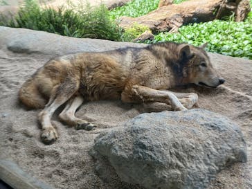 神戸どうぶつ王国に投稿された画像（2024/5/18）