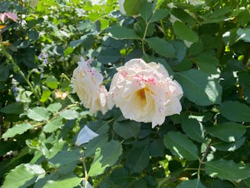 浜名湖花博2024に投稿された画像（2024/5/18）