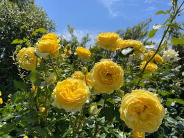 浜名湖花博2024に投稿された画像（2024/5/18）