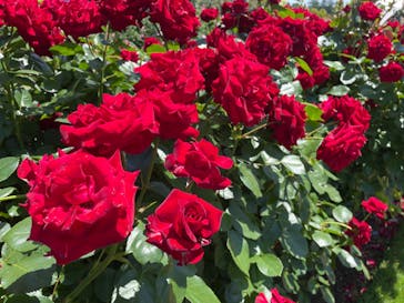 浜名湖花博2024に投稿された画像（2024/5/18）