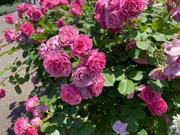 浜名湖花博2024に投稿された画像（2024/5/18）