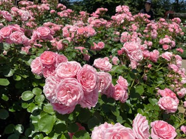 浜名湖花博2024に投稿された画像（2024/5/18）