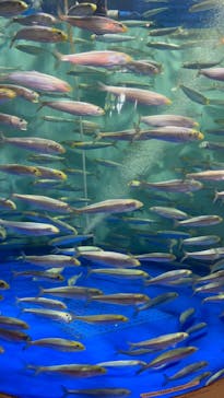 しながわ水族館に投稿された画像（2024/5/18）