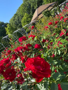 ぎふワールド・ローズガーデンに投稿された画像（2024/5/18）