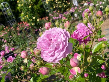 ぎふワールド・ローズガーデンに投稿された画像（2024/5/18）