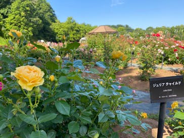ぎふワールド・ローズガーデンに投稿された画像（2024/5/18）