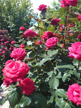 横浜イングリッシュガーデンに投稿された画像（2024/5/18）