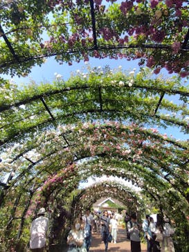 横浜イングリッシュガーデンに投稿された画像（2024/5/18）