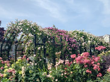 横浜イングリッシュガーデンに投稿された画像（2024/5/18）