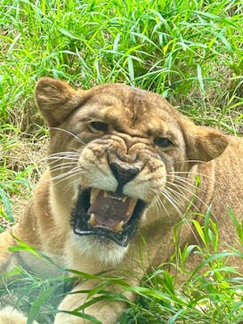 沖縄こどもの国に投稿された画像（2024/5/18）