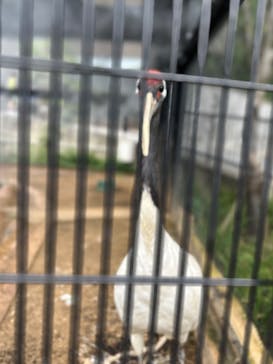 沖縄こどもの国に投稿された画像（2024/5/18）