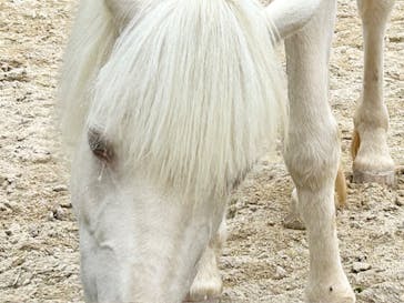 沖縄こどもの国に投稿された画像（2024/5/18）