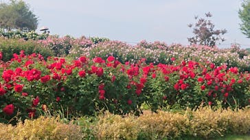 いばらきフラワーパークに投稿された画像（2024/5/18）