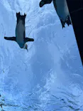 サンシャイン水族館に投稿された画像（2024/5/18）