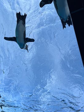 サンシャイン水族館に投稿された画像（2024/5/18）