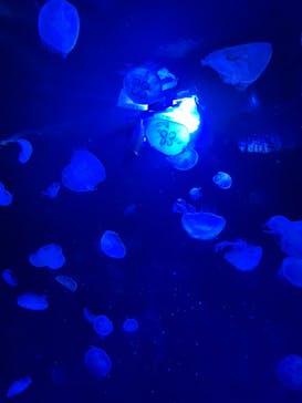 サンシャイン水族館に投稿された画像（2024/5/18）