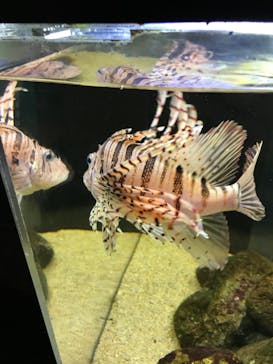 京都水族館に投稿された画像（2024/5/18）