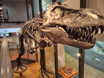 福井県立恐竜博物館に投稿された画像（2024/5/18）