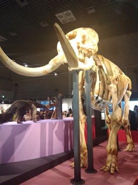特別展「大哺乳類展３－わけてつなげて大行進」に投稿された画像（2024/5/18）