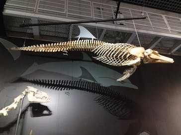 特別展「大哺乳類展３－わけてつなげて大行進」に投稿された画像（2024/5/18）