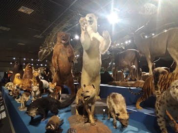 特別展「大哺乳類展３－わけてつなげて大行進」に投稿された画像（2024/5/18）