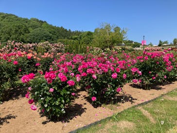 いばらきフラワーパークに投稿された画像（2024/5/18）