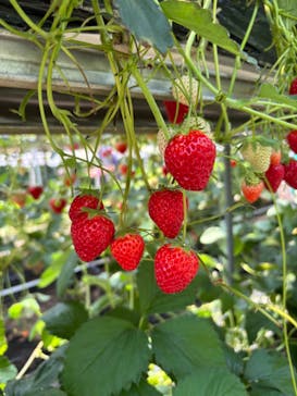 ICHIGOHOUSE.MITAKAに投稿された画像（2024/5/18）