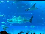 沖縄美ら海水族館に投稿された画像（2024/5/18）