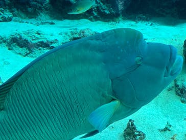 沖縄美ら海水族館に投稿された画像（2024/5/18）