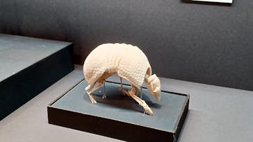 特別展「大哺乳類展３－わけてつなげて大行進」に投稿された画像（2024/5/18）