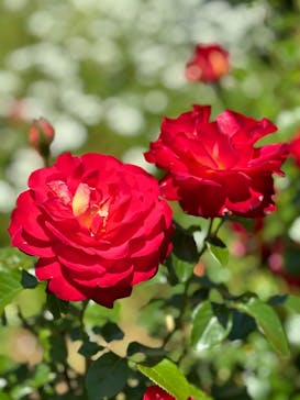 いばらきフラワーパークに投稿された画像（2024/5/18）