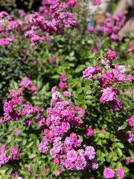 横浜イングリッシュガーデンに投稿された画像（2024/5/18）