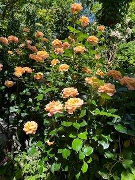 横浜イングリッシュガーデンに投稿された画像（2024/5/18）