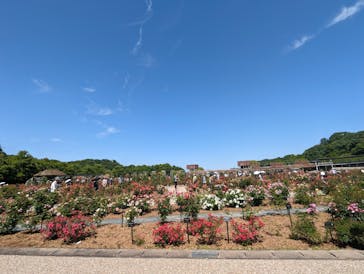 ぎふワールド・ローズガーデンに投稿された画像（2024/5/18）