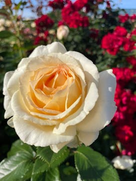 京成バラ園に投稿された画像（2024/5/18）