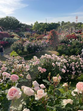 京成バラ園に投稿された画像（2024/5/18）